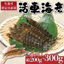 【ふるさと納税】 先行予約 選べる 活車海老 約200g・300g 指定日必須 常温便 エビ クルマエビ 海老 車海老 ごはん おかず おすすめ 海鮮 鮮魚 夕食 本場 新鮮 人気 南知多 愛知県 南知多町