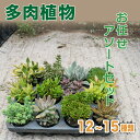 【ふるさと納税】 多肉植物 おまかせ アソートセット 12 ~ 15種類 観葉植物 インテリア おしゃれ 植物 室内 丈夫 長持ち 愛知 南知多