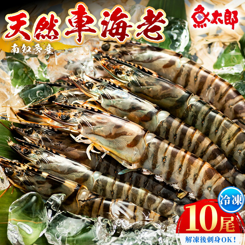 [美浜町・南知多町共通返礼品]南知多産 天然 車海老 10尾 解凍後刺身OK ※プロトン凍結 塩焼き+エビフライにおすすめ やっぱり天然物は甘み・旨味が格段に違う | えび エビ 海老 くるまえび 車えび 天然 高級 エビフライ 魚介 新鮮 塩焼き 天ぷら 魚太郎 愛知県 美浜町