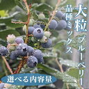 【ふるさと納税】\選べる内容量/大粒ブルーベリー品種ミックス ※2025年6月上旬〜8月上旬頃に順次発送予定 ※離島への配送不可