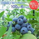 【ふるさと納税】採れたて!大粒系ブルーベリー 100g×6パック ※2025年5月上旬〜7月上旬頃に順次発送予定