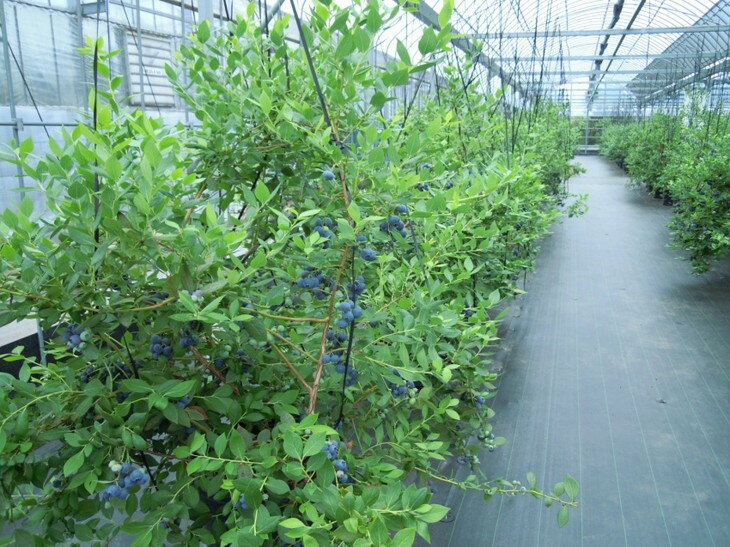 愛知県美浜町の画像3