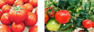 小鈴ファームのオリジナルトマト＆フルーツトマト糖度8.5度計約2kg