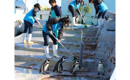 【ふるさと納税】【数量限定】南知多ビーチランド飼育係一日体験その2