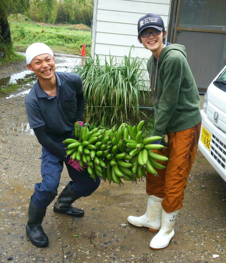 お客様が丸ごと1株のバナナの木のオーナー契約者になり、自分の名前のついた樹から、バナナを自分の手で収穫していただくもので、収穫 までの栽培管理は、弊社が責任を持って行ないます。 収穫の楽しみ意外にも、花が咲いた様子、実が少しずつ大きくなってくる様子など年に2-3回ほど見学会を兼ねたイベントを開催し、バナナ 成長の様子をご覧いただけます。 ＜バナナの発送について＞ バナナは15℃以下になると低温障害が生じ、黄色にならず甘くなりません。 また25℃以上になると高温障害で果実が溶けてしまいます。 発送可能時期については、「9月末～11月頃、3月～6月」順次発送になります。 早めの梅雨明けなどによる気温の上昇で発送期間が異なることがございます。 商品説明 名称 美浜町産ばななオーナー制度 産地 愛知県美浜町産 内容量 収穫量予想 約100-150本 商品内容 愛知県美浜町産バナナ1株 収穫量予想約100-150本、7から8房前後。 年2-3回程度のイベント参加可能。収穫に来れない場合は代理の収穫＆発送も可能です。(送料別途) 賞味期限 収穫後、1-2週間 保存方法 直射日光を避け、涼しい場所で保管 提供元 株式会社 萬秀フルーツ 備考 バナナ株選定後、半年〜1年半ほどで収穫できます。 （詳細は、寄附申込み後ご案内させていただきます。） ・寄附申込みのキャンセル、返礼品の変更・返品はできません。あらかじめご了承ください。 ・ふるさと納税よくある質問はこちら美浜町産ばななオーナー制度