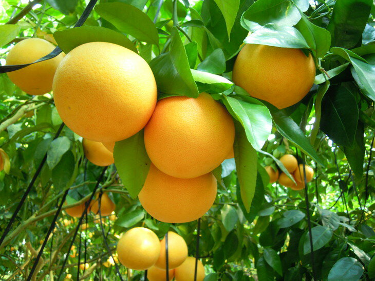 【ふるさと納税】農園完熟果実絞り 国産(美浜町産)グレープフルーツ100％ジュース ＆グレープフルーツバームクーヘンセットが大人気返礼品になっている理由とは　ふるさと納税　人気　返礼品　ランキング