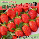 【ふるさと納税】【2024年1月上旬発送開始】まるは食堂 マルハリゾート いちごの丘の『朝摘みいちご』2箱（1箱約450g）※2024年1月上旬～3月下旬頃に順次発送予定※北海道・沖縄・離島への配送不可※着日指定不可