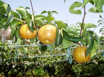 【ふるさと納税】《数量限定》幸田町産「梨」5kg（10〜12玉）箱入り※着日時指定、北海道・沖縄・離島への発送不可※8月中旬頃〜9月上旬頃に順次発送予定