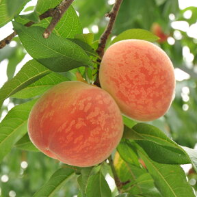 【ふるさと納税】《数量限定》幸田町産　「桃」3kg　化粧箱入り フルーツ 果物 モモ ※ 6月下旬頃〜7月下旬頃に順次発送予定※着日時指定不可※北海道・沖縄・離島への発送不可