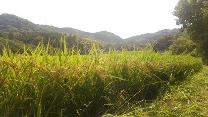 平成30年産 幸田町育ち 新米「あいちのかおり」10kg※11月中に発送予定