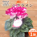 【ふるさと納税】〈予約品〉受賞歴あり シクラメン 5号鉢 インディアカ 農林水産大臣賞受賞歴あり 花 ピンク 白 赤 プレゼント 贈り物 鉢花 鉢 ガーデン ガ...