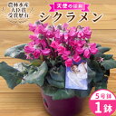 【ふるさと納税】〈予約品〉希少 天使のはね シクラメン 5号鉢 天使のはね 農林水産大臣賞受賞歴あり 花 ピンク 白 赤 プレゼント 贈り物 鉢花 鉢 ガーデン...