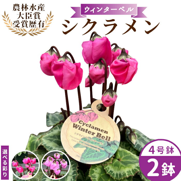 農林水産大臣賞受賞 ＼選べるカラー/ 愛知県産 シクラメン 4号鉢×2鉢 ウィンターベル 花 生花 マゼンタ バイオレット プレゼント 贈り物 鉢花 鉢 ガーデン ガーデニング 高品質 クリスマス -221
