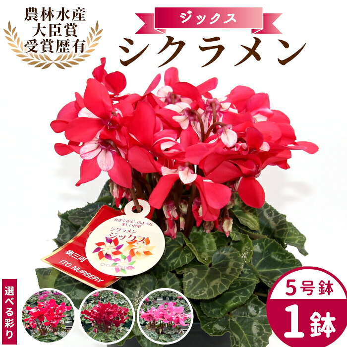 農林水産大臣賞受賞 ＼選べるカラー/ 愛知県産 シクラメン 5号鉢 ジックス 花 ピンク レッド ワインレッド 白 赤 プレゼント 贈り物 鉢花 鉢 ガーデン ガーデニング 高品質 クリスマス -279