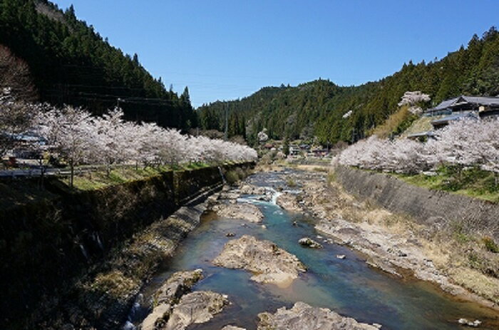 【ふるさと納税】大入川漁協〈アマゴ釣年券〉