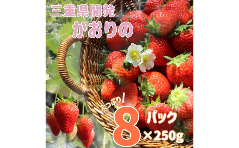 【ふるさと納税】三重県産いちご　「かおり野」　8P　【 津市 】　お届け：2025年2月1日～2025年4月30日