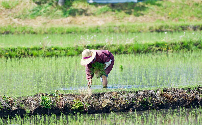 【ふるさと納税】無洗米 三重県産 新米 きぬひかり 5kg　米 お米 こめ コメ 白米 三重県 津市 パン f242012-tsu-10000728 三重県津市 サンプル画像3