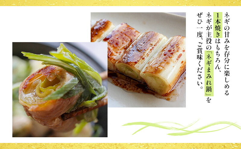 三重県津市の【ふるさと納税】あま蜜ねぎ　満足セット【野菜 ねぎ ネギ 長ネギ】｜アングル3