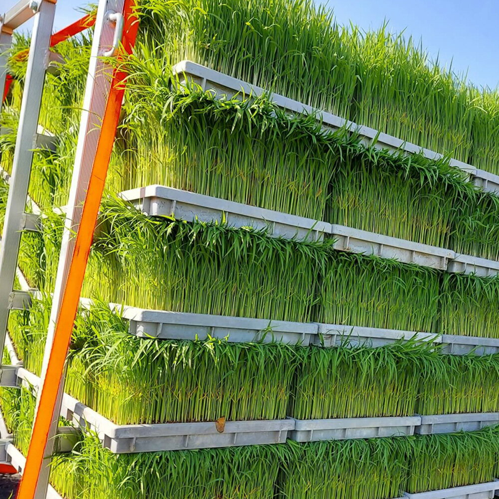 【ふるさと納税】諏訪神社の奉納職人がつくる「しめ縄」自ら稲を育てたこだわりの藁（わら）で締め上げたしめ縄（特大）玄関・神棚用【しめ縄飾り 正月飾り 年末年始 正月 インテリア 玄関 飾り 水引 手作り 手造り 置物 おしゃれ 三重県 四日市市 ふるさと納税】