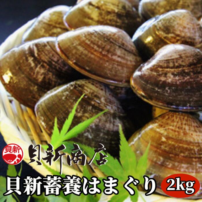 貝新畜養 活かしはまぐり (極上サイズ)2kg 木箱入り