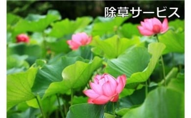 ご先祖見守りサービス:除草・供花サービス