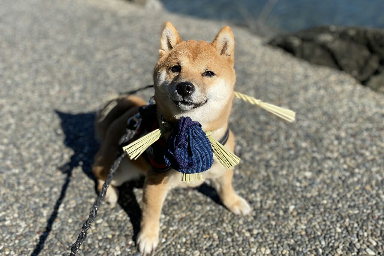 【ふるさと納税】1110　愛犬参加　おかげ犬体験　小型犬