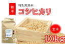 【ふるさと納税】コシヒカリ（特別栽培米）玄米 10kg（新米予約9月以降発送）