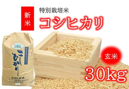 コシヒカリ（特別栽培米）玄米 30kg（新米予約9月以降発送）