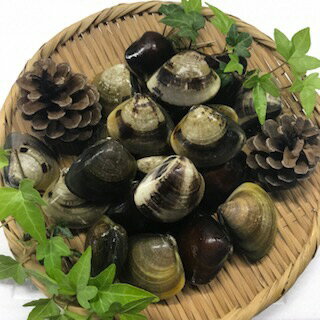 マルヨシ水産 桑名産中粒天然蛤 1.5kg
