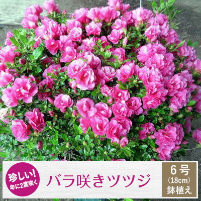 珍しい!年に2度咲くバラ咲きツツジ6号(18cm)鉢植え (ガーデニング用)【1007745】