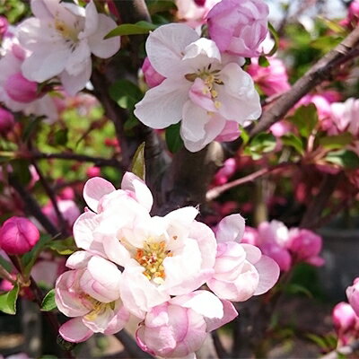お花の綺麗な庭木をあなたのお庭へ 八重咲きハナカイドウ (庭木・果樹)