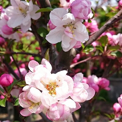 お花の綺麗な庭木をあなたのお庭へ　八重咲きハナカイドウ　(庭木・果樹)【1020287】