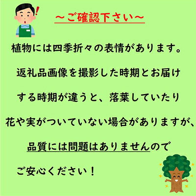 【ふるさと納税】紅葉が美しい♪イロハモミジ(小)樹高約1m　取扱説明書付き【1036893】