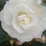 【ふるさと納税】冬に花が咲きます。寒椿(白)【1036926】