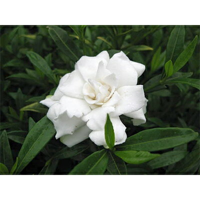 緑の力で地球を元気に![ヒメクチナシ]12cmポット 10本セット 純白の甘い香りの花