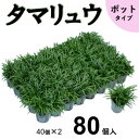 23位! 口コミ数「1件」評価「5」タマリュウ80個　 ポット【三重県産】タマリュウ専門店【1278379】