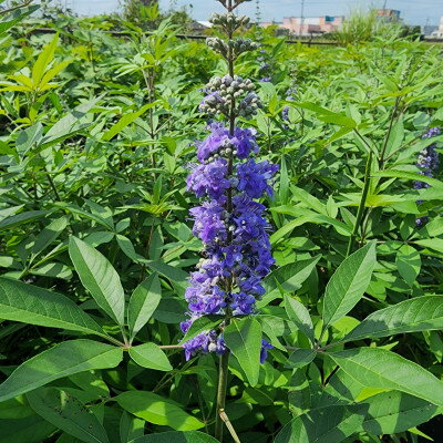 夏に穂状の薄紫色の綺麗な花を楽しみませんか?　セイヨウニンジンボク(庭木・果樹)