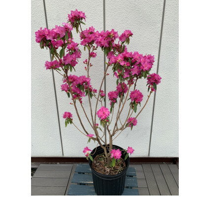 早春の庭を飾る　吉野ツツジ　濃いピンクの花　＜プラス樹＞　【1372859】