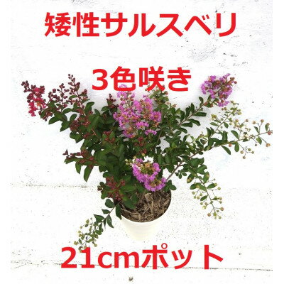 緑の力で地球を元気に![矮性サルスベリ・3色咲]赤・白・紫を1鉢でお楽しみいただけます