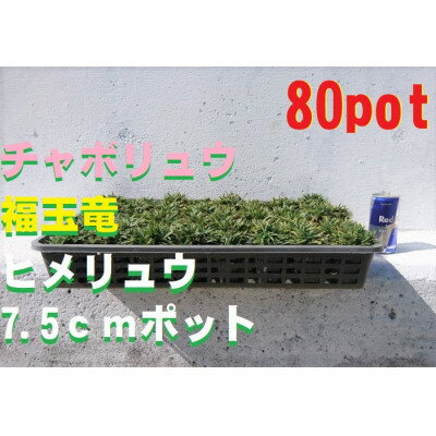 楽天ふるさと納税　【ふるさと納税】緑の力で地球を元気に!【ヒメリュウ】　80鉢　【1405148】