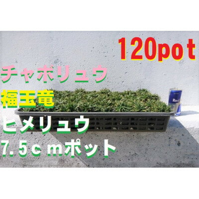 楽天ふるさと納税　【ふるさと納税】緑の力で地球を元気に!【ヒメリュウ】　120鉢　【1405150】