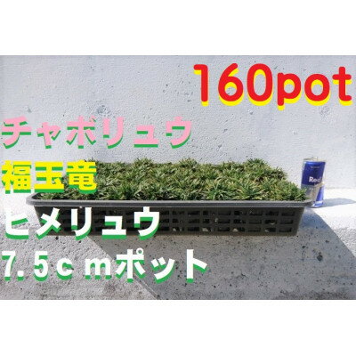 13位! 口コミ数「0件」評価「0」緑の力で地球を元気に!【ヒメリュウ】　160鉢　【1405152】