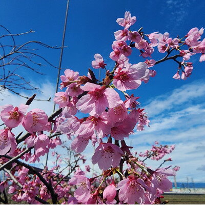 紅色の綺麗な桜　プリンセス雅　(庭木・果樹)【1468290】