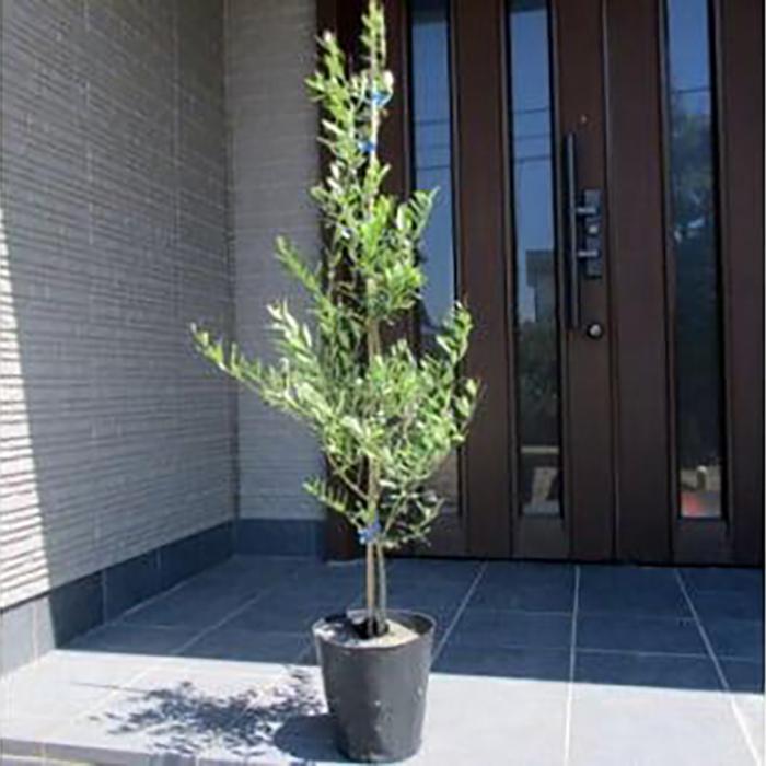 【ふるさと納税】オリーブの木 品種ミッション オリーブの苗木 7号(21cm) ポット (ガーデニング用)