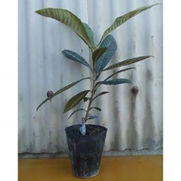 三重県鈴鹿市の画像2