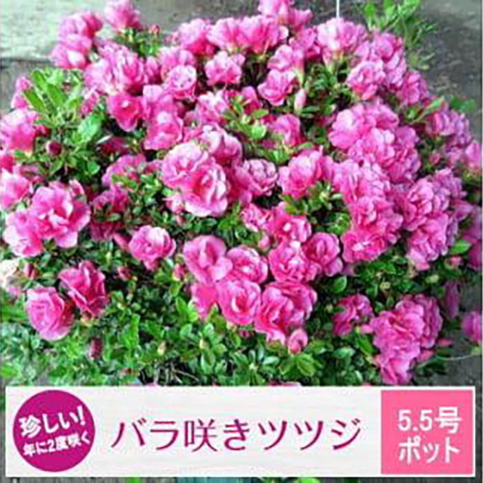 珍しい!年に2度咲くバラ咲きツツジ(5.5号ポット) (ガーデニング用)