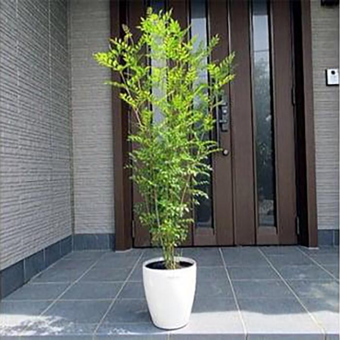 【ふるさと納税】シマトネリコ 株立 7号 オシャレな鉢カバー(ガーデニング用)