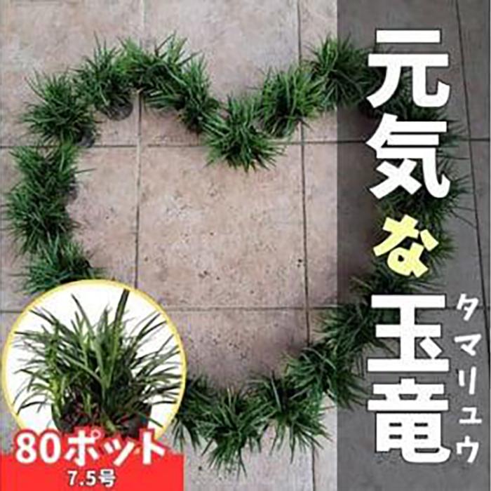 [産地直送]元気なタマリュウ(7.5pot)80本セット[約2平方メートル分]