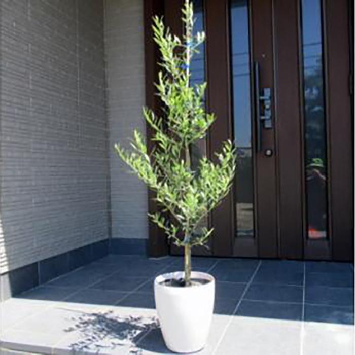 【ふるさと納税】オリーブの木 オシャレな鉢カバー 品種:ミッション 7号(21cm) (ガーデニング用)