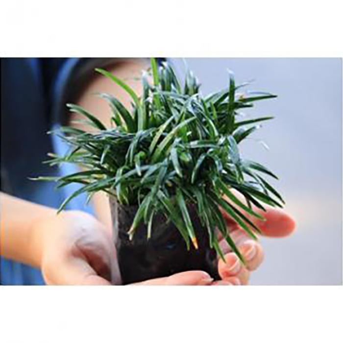 【ふるさと納税】三重県鈴鹿市産　品質抜群の玉竜　200ポット